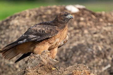 A wildlife rescued Red Tailed Hawk