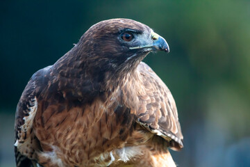 A wildlife rescued Red Tailed Hawk close up