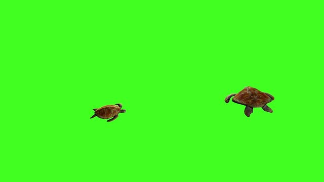 TORTOISE green screen footage, Sea Turtle, 3D animation, Swim, Ocean turtle, Aquatic animal