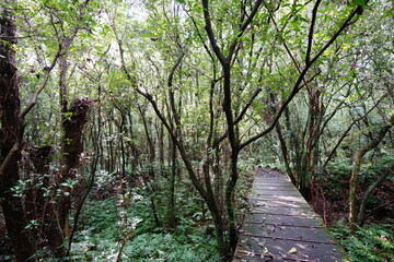 a fascinating autumn forest with boardwalk in the sunlight