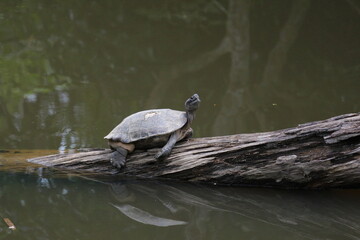 Obraz premium The turtle lies on a log that is not in the swamp.