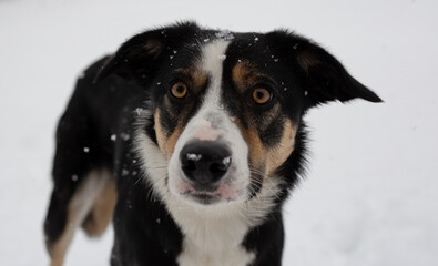 Young Border collie with snowflakes on head