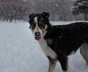 Border collie trying to catch snowflake, border collie snow, dog snow, border collie in snowfall, dog catching snowflake, dog in snowfall, dog in snowstorm, dog in snow, dog catching snowflake