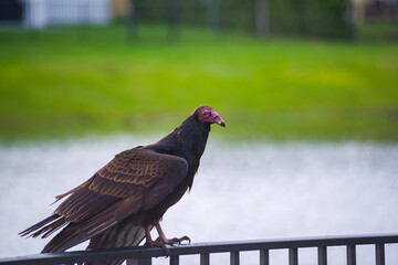 Vulture in Florida