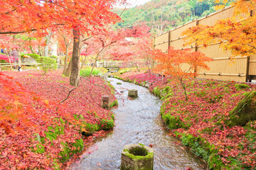 紅葉の日本庭園