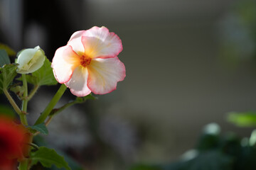 Obraz premium 温室I