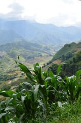 Sapa valley, Vietnam viewed from a corn crop 