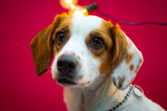perrita