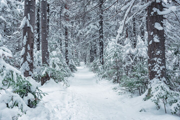 The trail in winter season forest with frost and snow on firs brunches