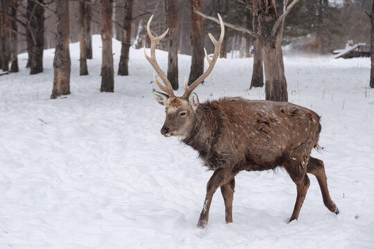 Altai wapiti (maral) in snowy winter forest in nature reserve