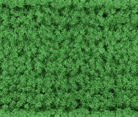 Shrub grass field top view texture