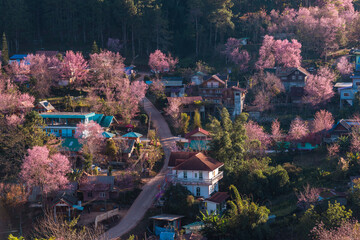 Cherry blossom pink sakura flower blooming at the Rong Kla country village