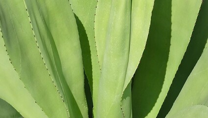 Close Up Agave Plants Decoration in The Garden