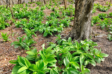 三国山稜の三国山にて　バイケイソウ若葉が生い茂る早春のブナの森
