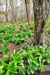 三国山稜の三国山にて　バイケイソウ若葉が生い茂る早春のブナの森
