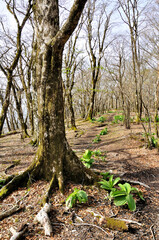 三国山稜の三国山　早春のブナ山地を通る登山道
