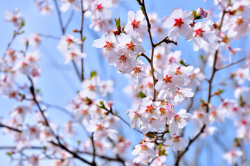 バラ科　ヤマザクラ
