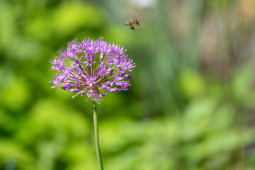 bee on thistle