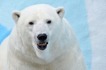 Obraz na płótnie Canvas Portrait of a polar bear