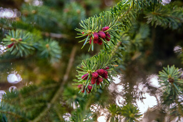 close up of pine branches