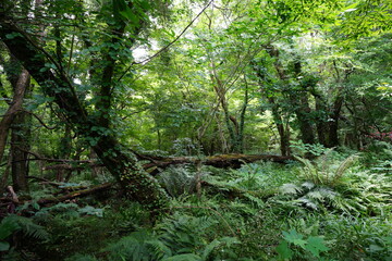 a thick summer forest with fern and vines and old trees