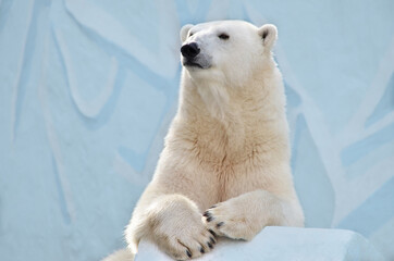 Fototapeta na wymiar Portrait of a polar bear
