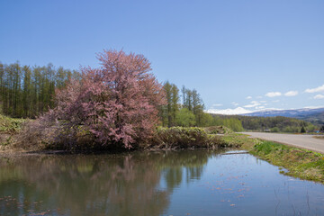 満開の桜と青空
