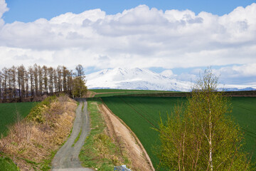 春の畑と雪山
