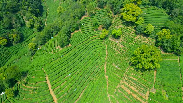 Aerial photography of Hangzhou West Lake Longjing Tea Mountain
