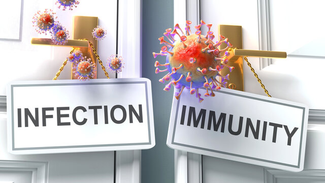 Covid infection or immunity - virus pandemic outcome and two future alternatives presented as 'infection' and 'immunity' door handle labels, 3d illustration