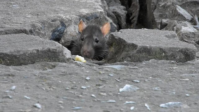 Mouse eating food are live in the big city. It's very unhealthy for the people.
