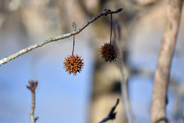 branches with catkins