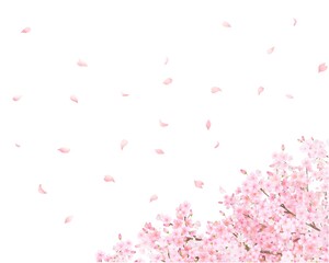 美しく華やかな花びら舞い散る春の桜の白バックフレーム背景素材
