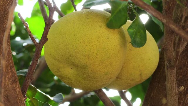 Close up of pomelos, Citrus maxima, Citrus grandis or Jeruk bali on tree in the garden.