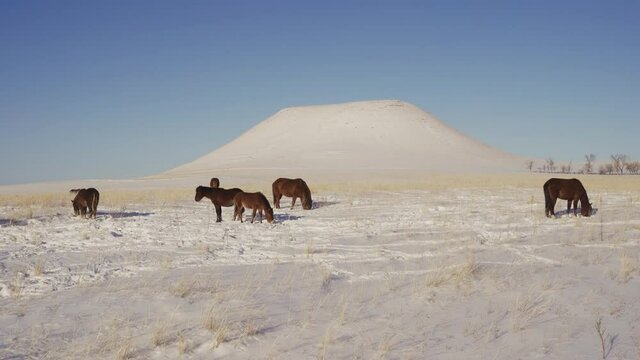 A herd of horses in winter. Grazing a herd of horses in the winter season.