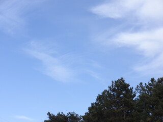 Obraz premium Light Blue Sky and Coniferous Trees in the Corner