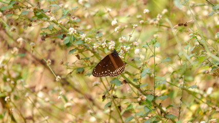 Butterfly on bush