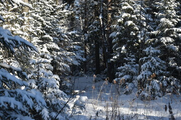 Mont Ham 2 Au 8 Janvier 2022