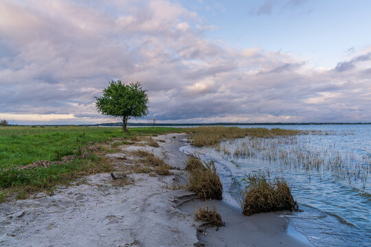 The Achterwasser coast with a lonely tree in the wetland near Goermitz, Mecklenburg-Western Pomerania, Germany