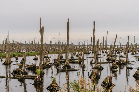 The Peenetalmoor Nature Reserve near Anklam, Mecklenburg-Western Pomerania, Germany