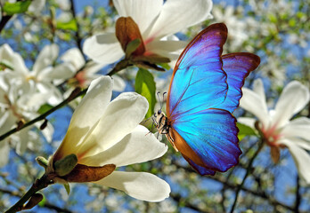 bright blue topical morpho butterfly on white magnolia flowers © Oleksii