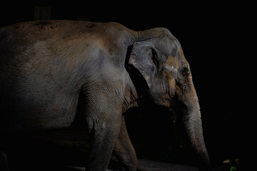 Naklejka premium 象