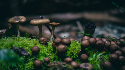 old puffball mushrooms and Armillaria mushrooms on moss covered tree trunk