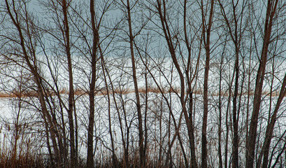 Fototapeta na wymiar 537-37 Lake Michigan Through the Trees
