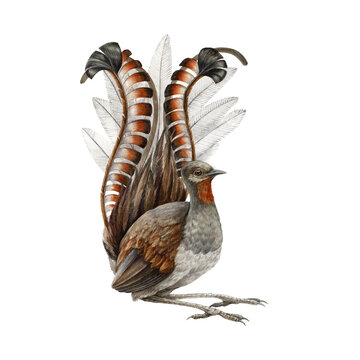 Lyrebird watercolor illustration. Realistic lyre bird. Australia endemic wildlife animal. Lyrebird male single australian bird. Beautiful tropical wildlife animal on white background