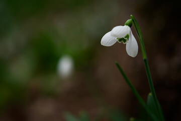 Snowdrop Galanthus nivalis in the forest close-up. Macro photography of snowdrops among fallen leaves in spring. Tender first flowers in bright sunlight. The concept of spring. Soft selective focus.