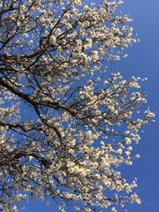 White tree from the corner of the sky