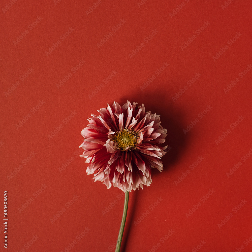 Wall mural Elegant red dahlia flower on red background. Flat lay, top view delicate aesthetic minimalist floral composition