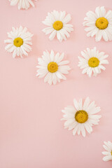 Chamomile daisy flower buds on pastel elegant pink background. Flat lay, top view minimal floral composition