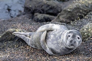 Seal relaxing on the rocky shore of the pier in IJmuiden, North Sea, Netherlands during winter